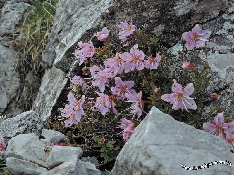 36 Ferrata MAURIZIO Anticima est Monte Alben.JPG -           